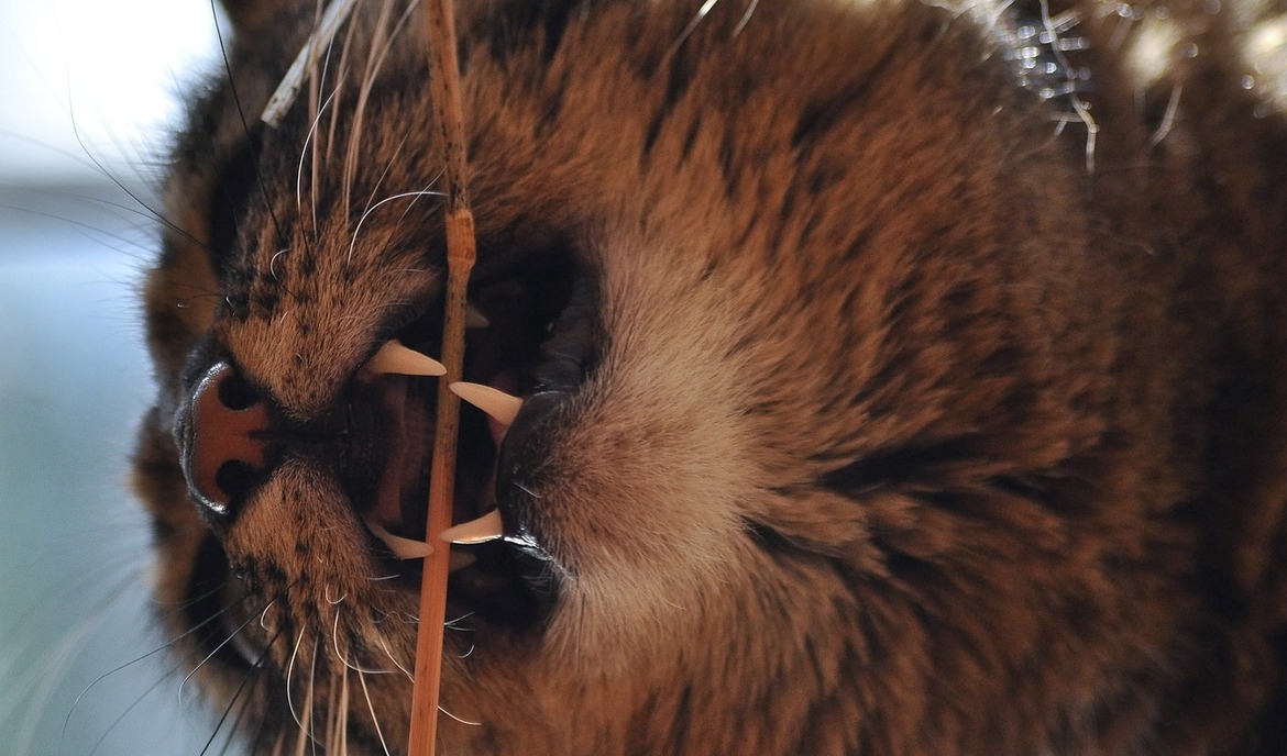 A fogkő azonosítása, kezelése és elkerülése macskáknál